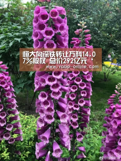 亚博网站